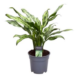 Aglaonema Juliette - 40 cm - ø12 (8721081685161)