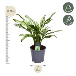 Aglaonema Juliette - 40 cm - ø12 (8721081685161)