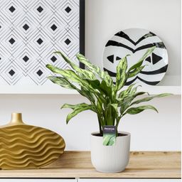 Aglaonema Juliette - 40 cm - ø12 (8721081685161)