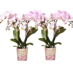 COMBI DEAL van 2 Phalaenopsis orchideeën - Portugal (50876)