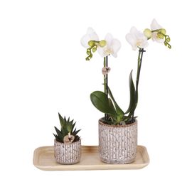 Gift set Untamed Nature small | Groene plant met witte Phalaenopsis orchidee Amabilis in Jaguar sierpotten op bamboe dienblad (8785279223689)