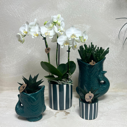 Set van witte orchidee Amabilis en succulenten in keramieken sierpotten - & Ø6cm (50504)