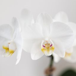 Gift set Untamed Nature small | Groene plant met witte Phalaenopsis orchidee Amabilis in Jaguar sierpotten op bamboe dienblad (8785279223689)