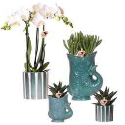 Set van witte orchidee Amabilis en succulenten in keramieken sierpotten - & Ø6cm (50504)