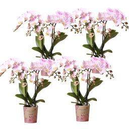 COMBI DEAL van 4 Phalaenopsis orchideeën - Portugal (50875)
