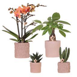 Set van orchidee Bolzano en succulenten in keramieken sierpotten - & Ø6cm (50600)