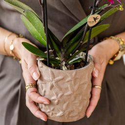 Set van orchidee Bolzano en succulenten in keramieken sierpotten - & Ø6cm (50600)