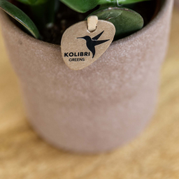 Set van orchidee Bolzano en succulenten in keramieken sierpotten - & Ø6cm (50600)
