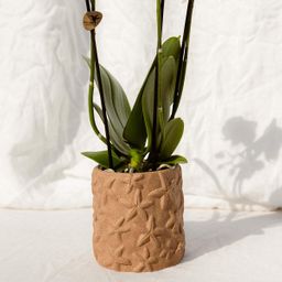 Set van orchidee Bolzano en succulenten in keramieken sierpotten - & Ø6cm (50600)