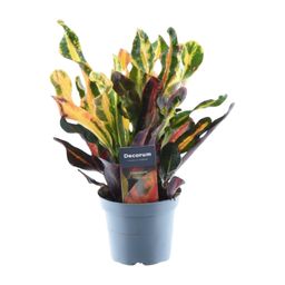 Codiaeum variegatum 'Mammi' - 30 cm - ø12 (8721081685185)