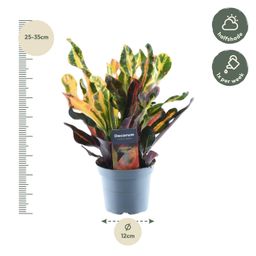 Codiaeum variegatum 'Mammi' - 30 cm - ø12 (8721081685185)