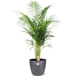 Dypsis Lutescens (Areca) - Pot Brussels D25x23cm - Antraciet (43267)