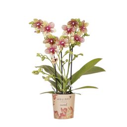 Oranje gele phalaenopsis orchidee | Grosseto (7865885357242)