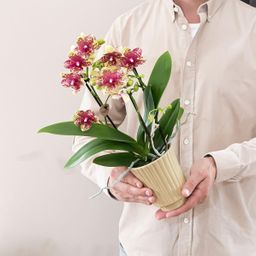 Oranje gele phalaenopsis orchidee | Grosseto (7865885357242)