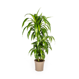 Dracaena Deremensis Hawaiian Sunshine Ø21cm - ↕90 (4250308312817)