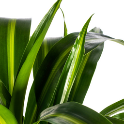 Dracaena Deremensis Hawaiian Sunshine Ø21cm - ↕90 (4250308312817)
