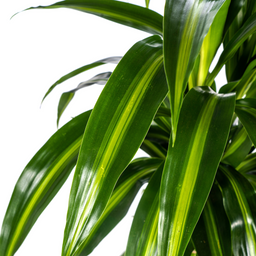 Dracaena Deremensis Hawaiian Sunshine Ø21cm - ↕90 (4250308312817)