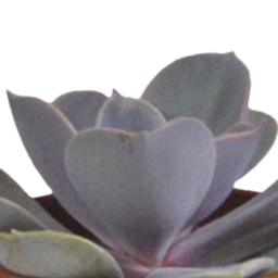 House of cactus Vetplanten mix 5.5 cm - 5x - in witte pot (8720618070111)