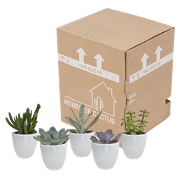 House of cactus Vetplanten mix 5.5 cm - 5x - in witte pot (8720618070111)