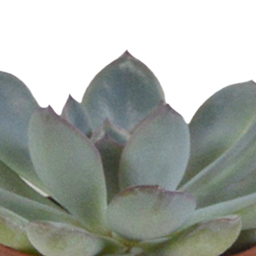 House of cactus Vetplanten mix 5.5 cm - 5x - in witte pot (8720618070111)