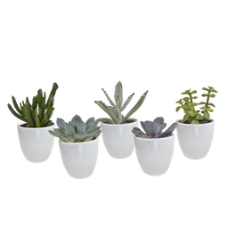 House of cactus Vetplanten mix 5.5 cm - 5x - in witte pot (8720618070111)