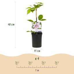 Klimplant - Clematis Nelly Moser - Bloem Roze - Weinig onderhoud -2 planten - Pot 11cm Hoogte 40cm (8720872543062)