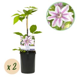 Klimplant - Clematis Nelly Moser - Bloem Roze - Weinig onderhoud -2 planten - Pot 11cm Hoogte 40cm (8720872543062)