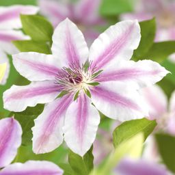 Klimplant - Clematis Nelly Moser - Bloem Roze - Weinig onderhoud -2 planten - Pot 11cm Hoogte 40cm (8720872543062)
