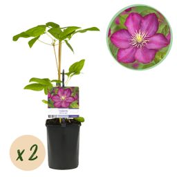 Klimplant - Clematis Ville de Lyon - Bloem Roze - Weinig onderhoud -2 planten - Pot 11cm Hoogte 40cm (8720872543116)