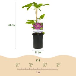 Klimplant - Clematis Ville de Lyon - Bloem Roze - Weinig onderhoud -2 planten - Pot 11cm Hoogte 40cm (8720872543116)