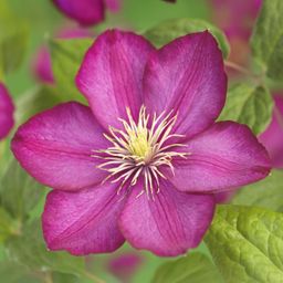 Klimplant - Clematis Ville de Lyon - Bloem Roze - Weinig onderhoud -2 planten - Pot 11cm Hoogte 40cm (8720872543116)