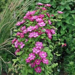 Klimplant - Clematis Ville de Lyon - Bloem Roze - Weinig onderhoud -2 planten - Pot 11cm Hoogte 40cm (8720872543116)