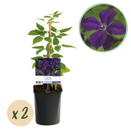 Klimplant - Clematis vit. Polish Spirit - Bloem Roze - Weinig onderhoud -2 planten - Pot 11cm Hoogte 40cm (8720872543178)