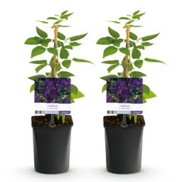 Klimplant - Clematis vit. Polish Spirit - Bloem Roze - Weinig onderhoud -2 planten - Pot 11cm Hoogte 40cm (8720872543178)