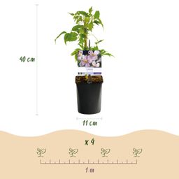 Klimplant - Clematis montana Rubens - Bloem Roze - Vroegbloeiend - Weinig onderhoud -2 planten - Pot 11cm Hoogte 40cm (8720872543161)