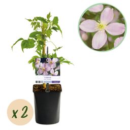 Klimplant - Clematis montana Rubens - Bloem Roze - Vroegbloeiend - Weinig onderhoud -2 planten - Pot 11cm Hoogte 40cm (8720872543161)