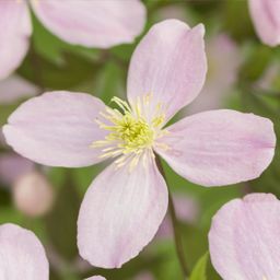 Klimplant - Clematis montana Rubens - Bloem Roze - Vroegbloeiend - Weinig onderhoud -2 planten - Pot 11cm Hoogte 40cm (8720872543161)