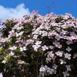 Klimplant - Clematis montana Rubens - Bloem Roze - Vroegbloeiend - Weinig onderhoud -2 planten - Pot 11cm Hoogte 40cm (8720872543161)