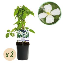 Klimplant - Clematis montana Grandiflora - Bloem Wit - Vroegbloeiend - Weinig onderhoud -2 planten - Pot 11cm Hoogte 40cm (8720872543154)