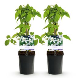Klimplant - Clematis montana Grandiflora - Bloem Wit - Vroegbloeiend - Weinig onderhoud -2 planten - Pot 11cm Hoogte 40cm (8720872543154)