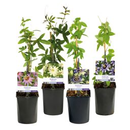 Passiebloem - Passiflora Rainbow - Bloem Roze Wit Paars Groen - Weinig onderhoud - 4 planten - Pot 11cm Hoogte 40cm (8720872543284)