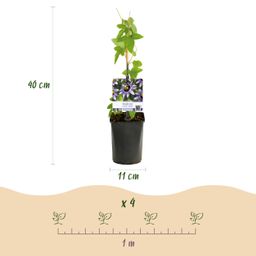 Passiebloem - Passiflora Rainbow - Bloem Roze Wit Paars Groen - Weinig onderhoud - 4 planten - Pot 11cm Hoogte 40cm (8720872543284)