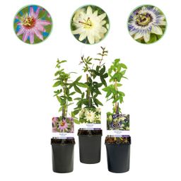 Passiebloem - Passiflora Tricolour - Bloem Roze Wit Paars - Weinig onderhoud - 3 planten - Pot 11cm Hoogte 40cm (8720872543277)