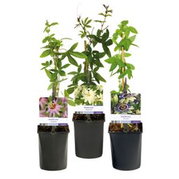 Passiebloem - Passiflora Tricolour - Bloem Roze Wit Paars - Weinig onderhoud - 3 planten - Pot 11cm Hoogte 40cm (8720872543277)