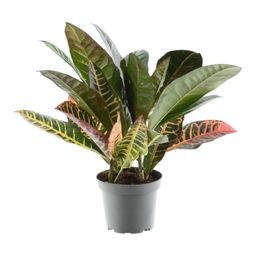 Codiaeum variegatum 'Petra' - 30 cm - ø12 (8721081685208)