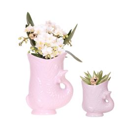 Set van witte orchidee Nazaré en succulent in Fish sierpot roze - & Ø6cm (50503)