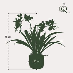 Kunstplant - Orchidee - Bordeaux (8720872541761)