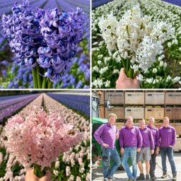 Flowerbulbs amsterdam Hyacint Show Off - 30 bloembollen voor 1 m2 bloemenpracht - Maat 14/15 (8720938490279)