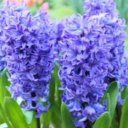 Flowerbulbs amsterdam Hyacint Show Off - 30 bloembollen voor 1 m2 bloemenpracht - Maat 14/15 (8720938490279)