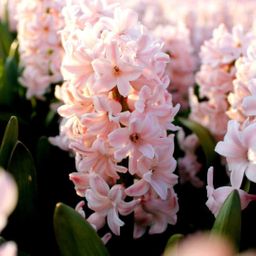 Flowerbulbs amsterdam Hyacint Show Off - 30 bloembollen voor 1 m2 bloemenpracht - Maat 14/15 (8720938490279)